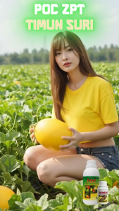 Pupuk Timun Suri POC ZPT | Pupuk Mentimun Suri Buah Lebat Bunga Betina Banyak Panen Cepat