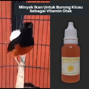 Visoliver Minyak Ikan Untuk Burung Kicau Sebagai Vitamin Otak Burung Murai Batu Perkutut Dll
