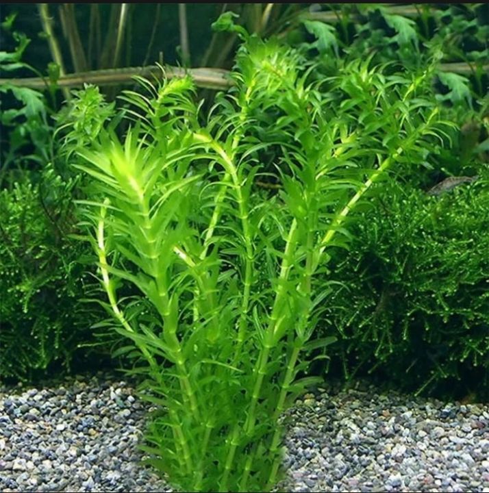 HYDRILLA AQUATIC LIVE PLANT HIGHT QUALITY AQUARIUM WATER PLANT READY ...