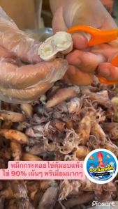 คุชั่นหมึกกระตอยไข่ต้มสุกอบแห้ง 90% ไข่เน้นๆ และเกรดพรีเมี่ยม เนื้อหวานจากธรรมชาติ