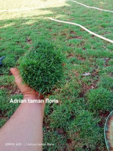 rumput Peking atau rumput Jepang 1 meter x 1 meter