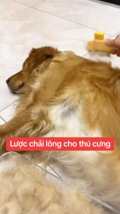 Lược chải mèo bàn chải chó lược diệt bọ chét tự làm sạch phụ kiện thú cưng.