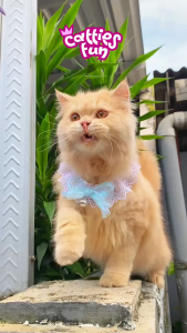 [FAIRY TALE] Kalung Kucing Renda Pita Nyaman Dipakai