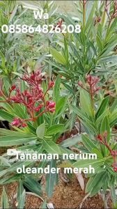 Tanaman Nerium Oleander Bunga Merah Murah