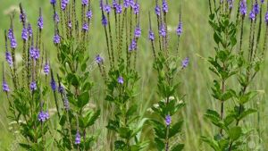 Cây đuôi chuột (300 hạt giống chuẩn)