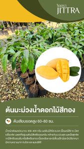 จิตตรา ต้นพันธุ์มะม่วงน้ำดอกไม้สีทอง เสียบยอดสูง 60-80 cm ปลูกปีเดียวติดลูก พร้อมส่ง เคลมฟรี ต้นพันธุ์ผลไม้ ต้นเตี้ย ผลดก