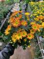 Chậu cây hoa Cúc Pico cho hoa màu vàng đóm đỏ - Chrysanthemum - Chậu hoa lớn 15-18cm - Cây đang hoa nụ - dễ chăm sóc. 