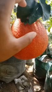 Bibit jeruk red pamelo sudah berbunga spesial