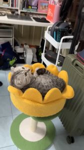 คอนโดแมวรุ่น: อโวคาโด - รุ่นทานตะวัน (HostTail คอนโดแมว รุ่น อโวคาโด และ รุ่น ทานตะวัน)