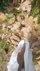 Daun Jati Kering 100gr – Herbal Alami untuk Diet Pelangsing Tubuh dan Detoksifikasi