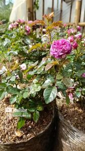 tanaman hias bunga mawar import scented jewel