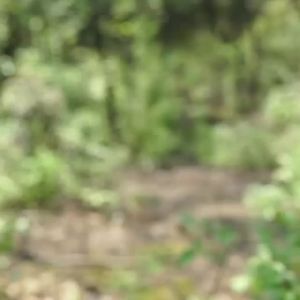 Còi cứu sinh cắm trại ngoài trời có la bàn