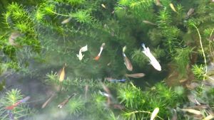 5pcs 10cm Anacharis Elodea densa - live aquatic plant aquarium - Ready Stock