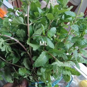 Jual daun mint segar organik 200 gram