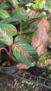 KD999 อำนาจเจริญ  Aglaonema ต้นไม้มงคล ต้นไม้ฟอกอากาศ เสริมสิริมงคล ให้ความสุข เจริญ โชคลาภ