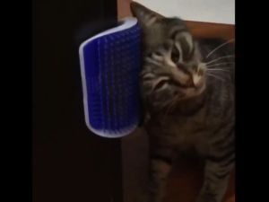 Catit Self Groomer with Catnip / Cat Massage Brush Comb Groom