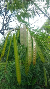 Petai Cina Segar / Lamtoro Segar / Pete Selong Segar Langsung Dipetik Saat Order Masuk