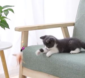 MeowLo Cat Teaser Flexible Stick Pet Toy Cat Play Toy Cat Feather Toy Mainan Kucing Murah Teaser Mouse Feather Stick