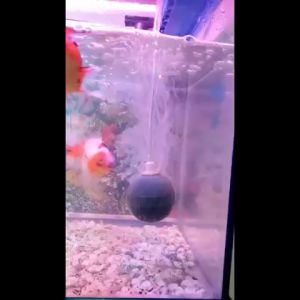Airstone Bola Bakso 5cm: Pemecah Gelembung Udara Oksigen untuk Aquarium