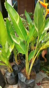 Bibit Pisang Bali Varigata