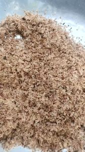 10gram hạt giống cây hông tếch lai