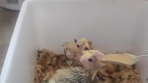 ชุด3ชิ้น ที่ป้อนอาหารนก ช้อนป้อนลูกนก สายป้อนลูกนก ช้อนป้อนลูกนก อุปกรณ์เลี้ยงนก นกแก้วฟอพัส หงษ์หยก เลิฟเบิร์ด พร้อมใช้งาน