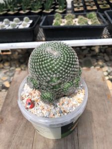 แคคตัสแมมมิลลาเรียนกฮูก (Mammillaria Perbella Owl Eye) แคคตัสนักปราชญ์ กว้าง 3.5-10 cm อายุ 1-3 ปี