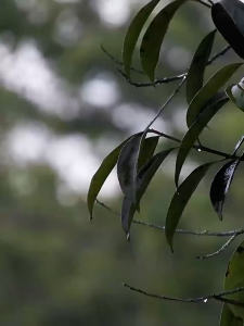 Smart Dehumidifier Serap Kelembapan 30L/hari With APP Humidity Dryer Atur Pelembab Ruangan Blok Katrol 120m² Household Bedroom