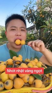 CÂY GIỐNG nhót nhật ( cây BIWA) nhật - cây giống nhập khẩu