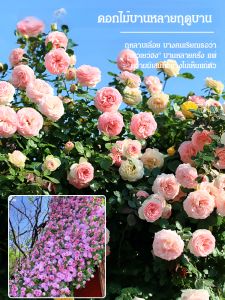 เมล็ดพันธุ์กุหลาบ เมล็ดพันธุ์สวนระเบียง สี่ฤดู หว่านเมล็ดพันธุ์ดอกไม้ตามฤดูกาล ไม้เลื้อย ไม้เลื้อย เมล็ดพันธุ์ดอกไม้ โซลินอยด์蔷薇花四季可种种子