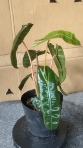 Cây Hạc Cam size 60cm trang trí nhà cửa văn phòng.