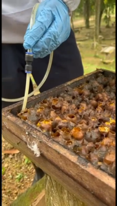 100% Pure | Halal & Mesti Certificate | Rosensky Stingless Bee Itama Bee Kelulut Honey 60ml | Pure Kelulut Honey Malaysia