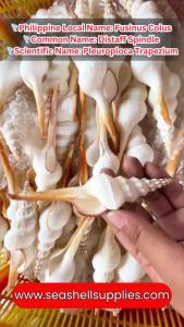 Fusinus Colus | Distaff Spindle | Pleuroploca Trapezium | 5 - 7 Inches