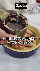 70g KitCat Complete Cuisine Wet Food Can All Stages Adult Kitten Cat Cats Kit Cat Pet Meal