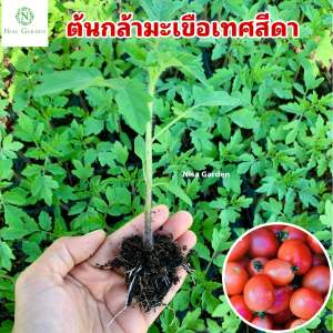 ต้นกล้ามะเขือเทศ สีดา รากแข็งแรง โตเร็ว 🔥(ชุด 10 แถมฟรี 2)🔥