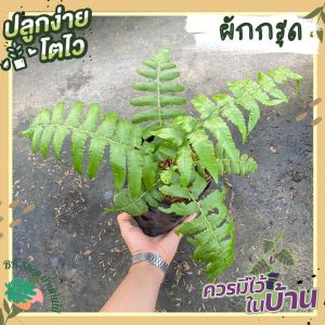 ผักกรูดพันธุ์ใหญ่ ยอดอวบ ผักกรูด ถูกสร้างขึ้นในกระบวนการกระจายและเทคนิคใหม่ ยอดฮิตส์สมุนไพร ผักสวนครัว ผักสวนครัวปลูกง่าย ผักสวนครัวพร้อมปลูก