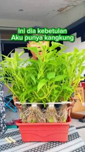 INFARM-Benih Bibit Kangkung Benih Sayuran Benih Sayur Bibit Tanaman Sayur Kangkung Segar