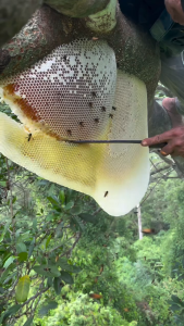 Mật ong rừng Thanh Hóa mật ong tự nhiên nguyên chất