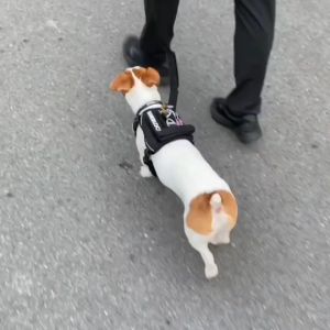 INTERLAKEN AIRCOOLING LEASH