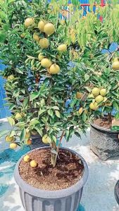 Bibit Jeruk Santang Madu asli dan bergaransi