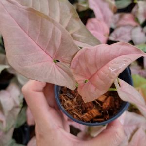 ออมชมพู พร้อมกระถาง 3.5 นิ้ว [แถมฟรี! เม็ดดินเผา + ปุ๋ย + ตุ๊กตาตกแต่ง] Pink Syngonium ต้นออมชมพู ต้นไม้มงคล ไม้ฟอกอากาศ