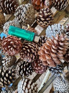 ดอกสนแห้ง ลูกสน ไว้ประดับตกแต่ง หรือให้สัตว์แทะ ดอกละ 4 บาท ชุดละ 5 ดอก แถม 2