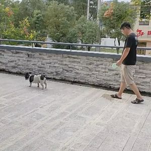 Dog Leash Pets Retractable Dog Leash Heavy Duty Dog Leash automatic Retractable for All Dogs
