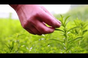 ผงหญ้าหวาน100% Stevia Dried (มีเเบบ ใบ ผง) ตรา ปราชญา