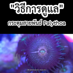 Green palythoa (กระดุมเขียวพาริโทร่า) เป็นกระดุมที่ง่ายทน ถึกที่สุดและทนได้ สำหรับตู้ปลาทะเลเท่านั้น