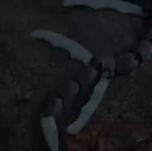 Mainan Figure Articulated Silence Leviathan Subnautica – Monster Laut Artikulasi Koleksi