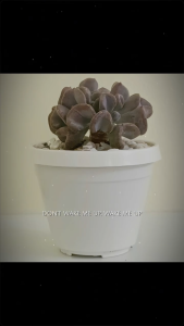 Sen đá cúc tím decor phòng