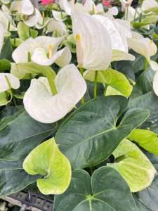 ต้นดอกหน้าวัวสีขาวกอสวยแน่น ซามโร่า60/80cm