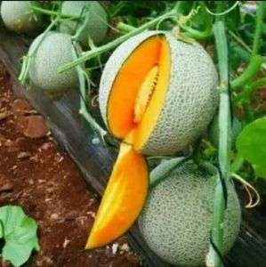 60 BENIH BIJI MELON MADU SUPER PERTIWI