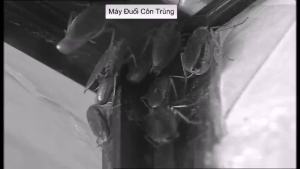 Máy Đuổi Côn Trùng Pest Reject – Sóng Siêu Âm Đuổi Chuột Gián Muỗi Ruồi Kiến – An Toàn Cho Bé